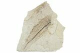 Fossil Leaf - Green River Formation, Utah #218276-1